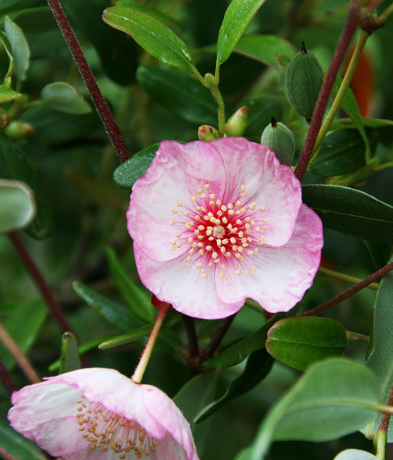 Kinlochlaich House Gardens