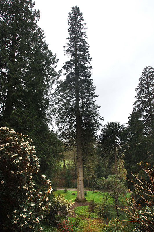 Ardkinglas Woodland Garden