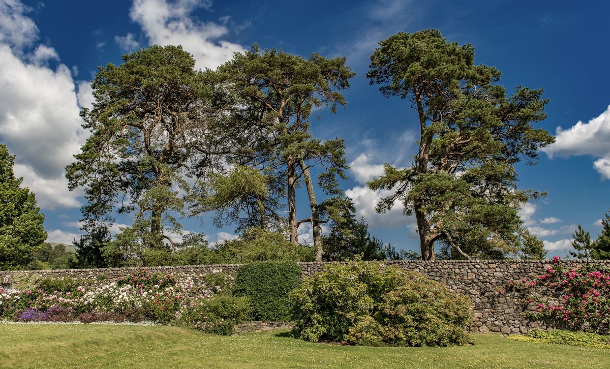 Three trees at Ardchattan Priory