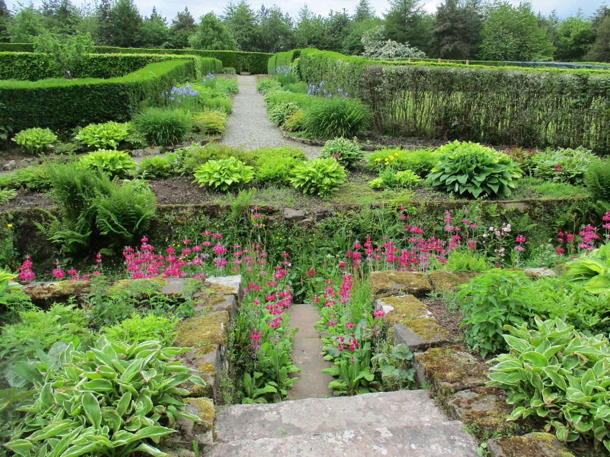 Primulus in the dipping tank at Geilston Garden