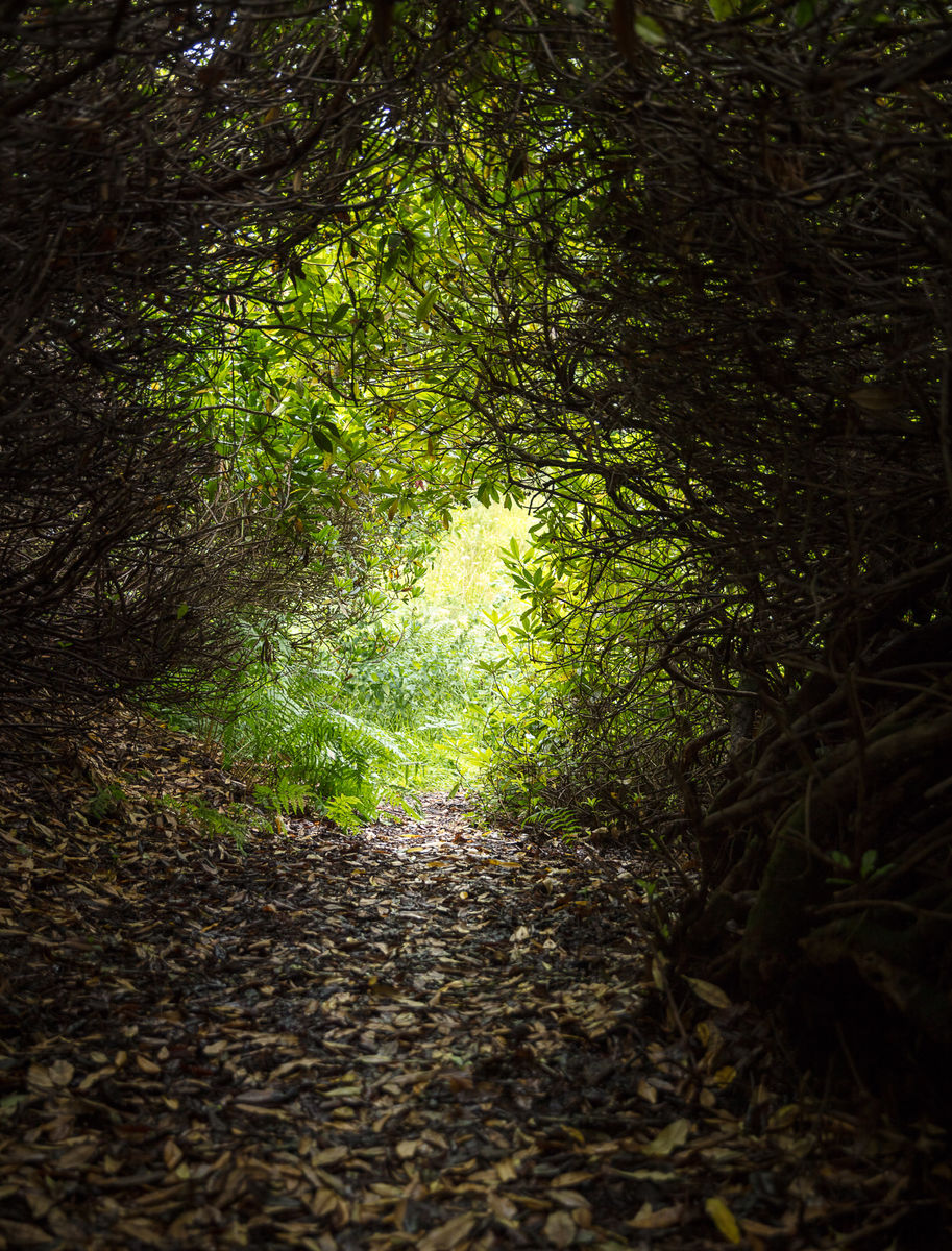 Path to St Peter's Well, Fingask Castle