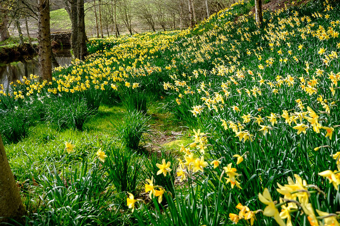 Mill of Forneth, daffodils and mill pond ©Graham Wood