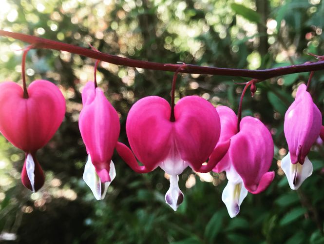 New Gardens Open in June
