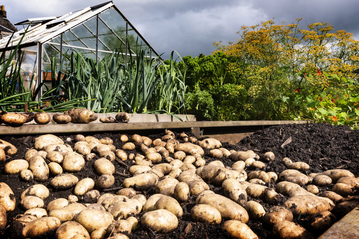Barrmill Community Garden, vegetable growers