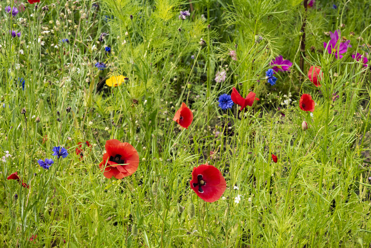 Barrmill Community Garden, wild flower bed