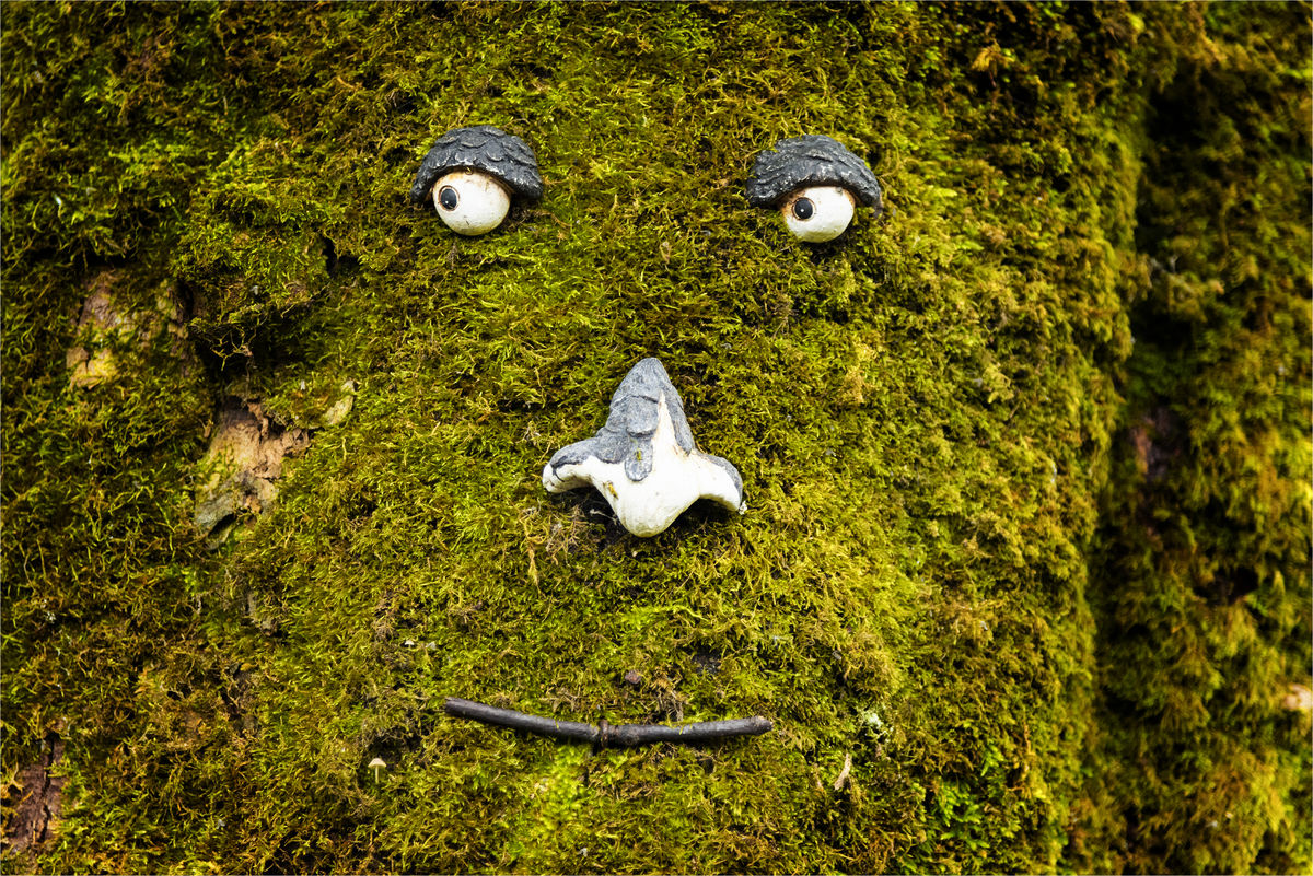 Barrmill Community Garden,tree face