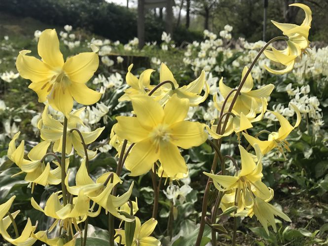 Explorers Garden