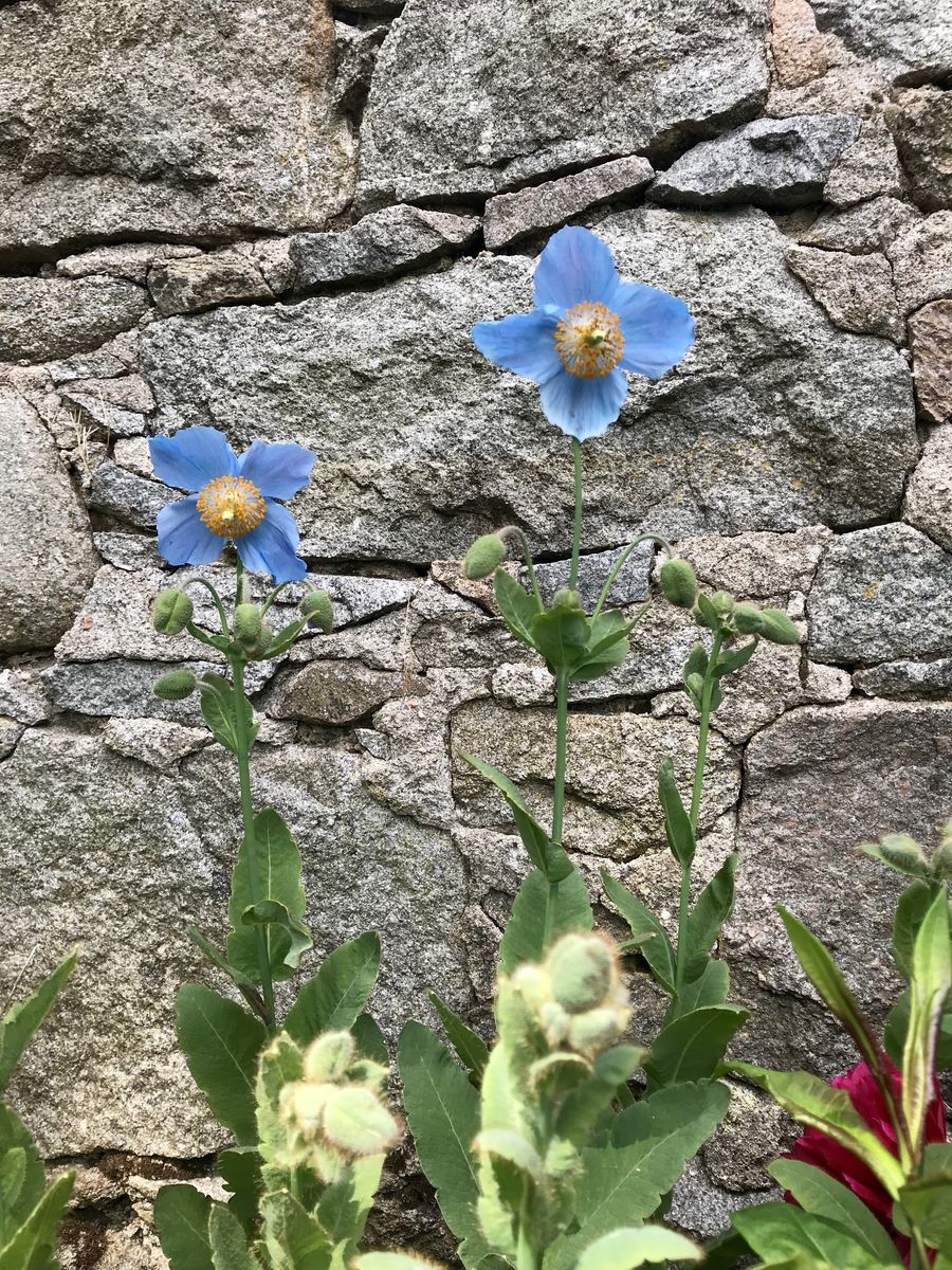 Heatherwick Farm