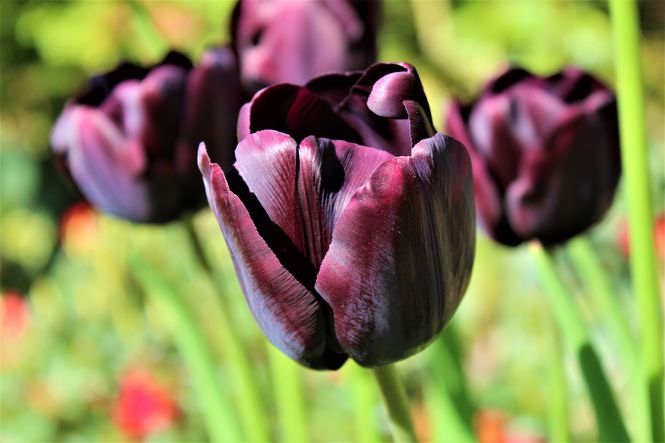 kilmardinnytulip.jpg
