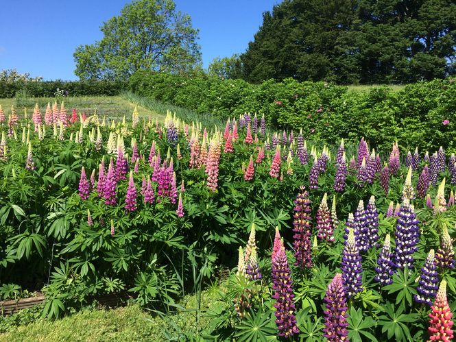 New Gardens Opening in July