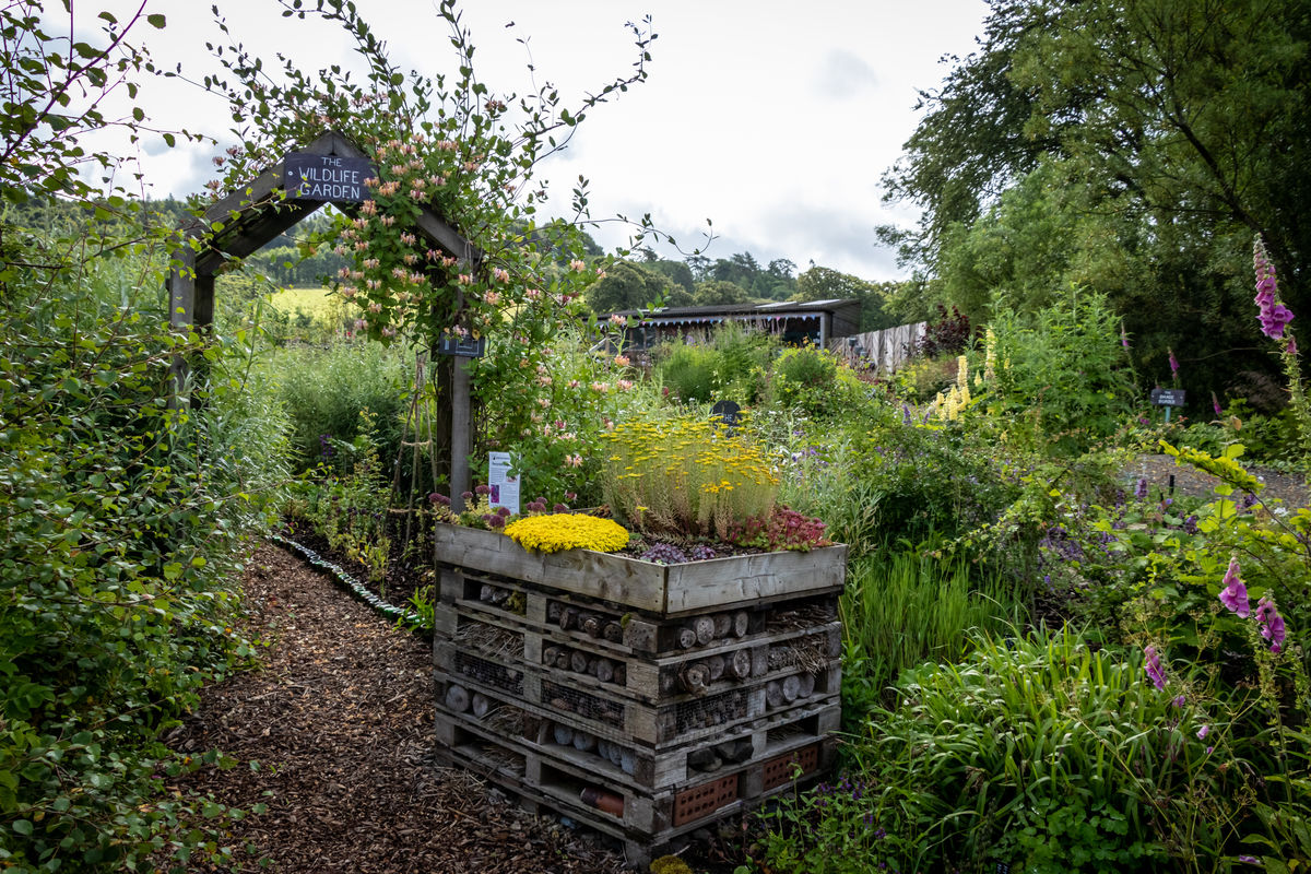 Quercus Garden Plants