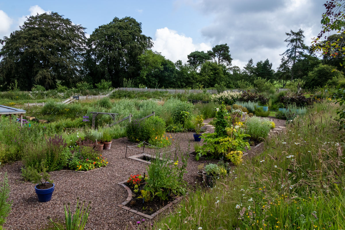 Quercus Garden Plants