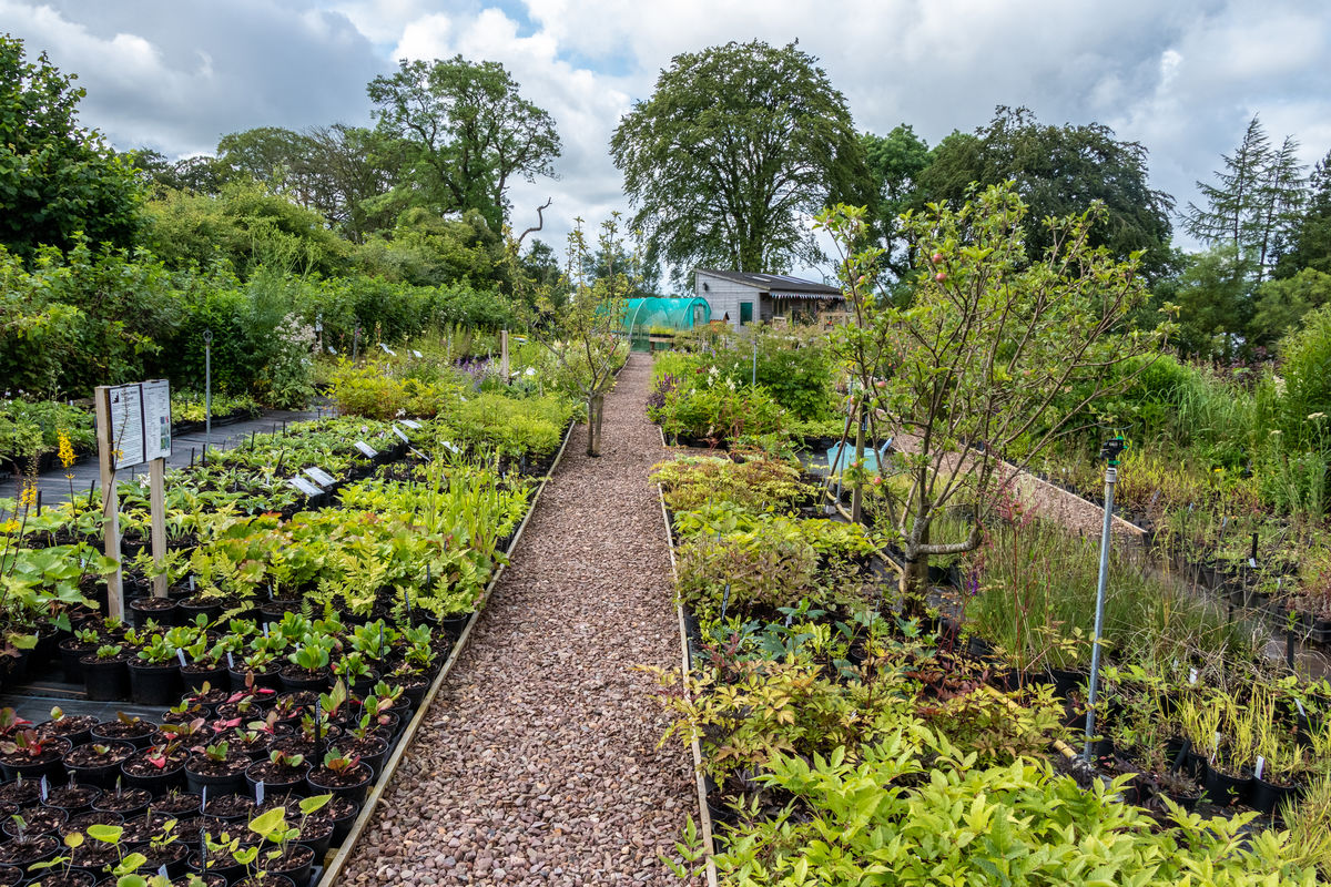 Quercus Garden Plants