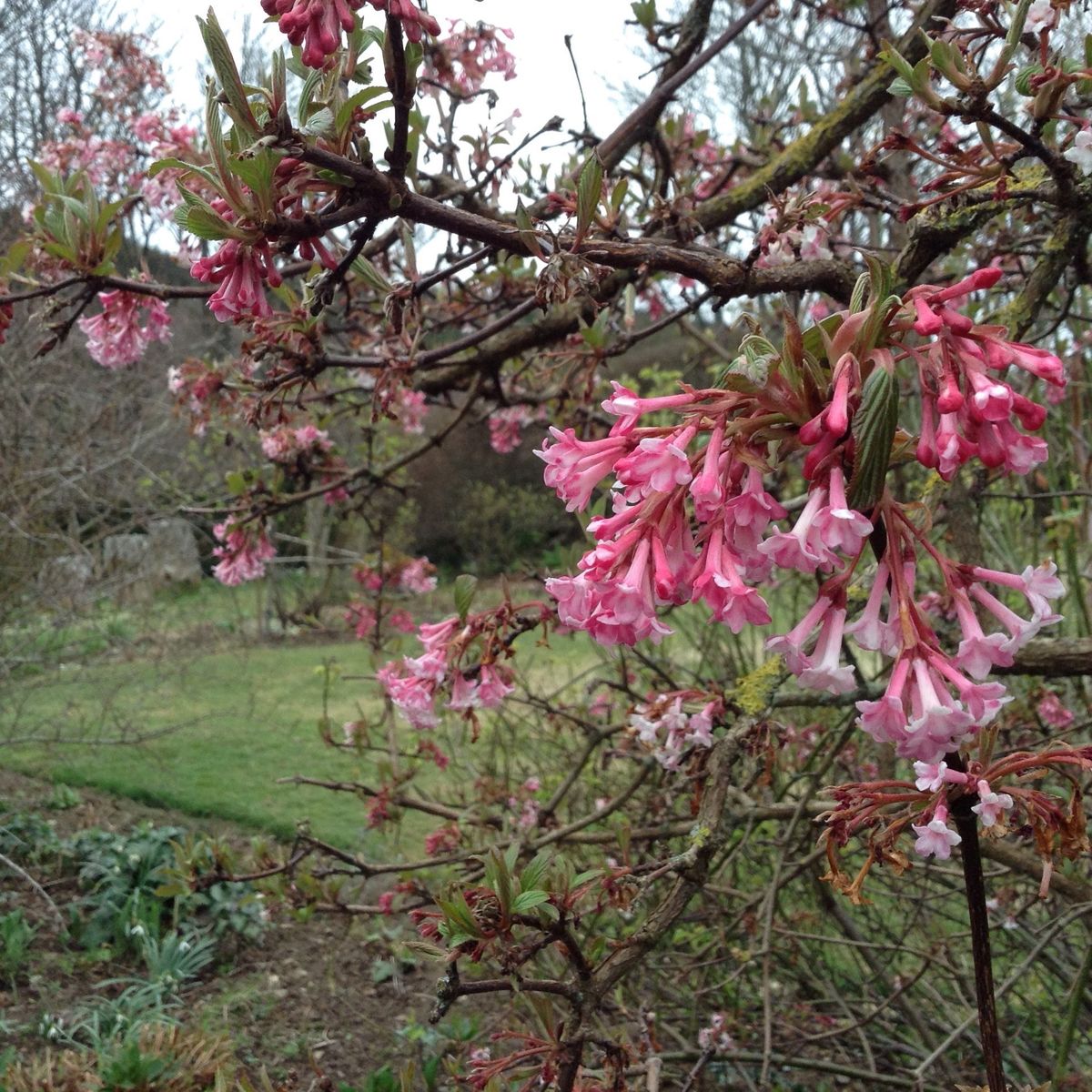 Laundry Cottage blossom