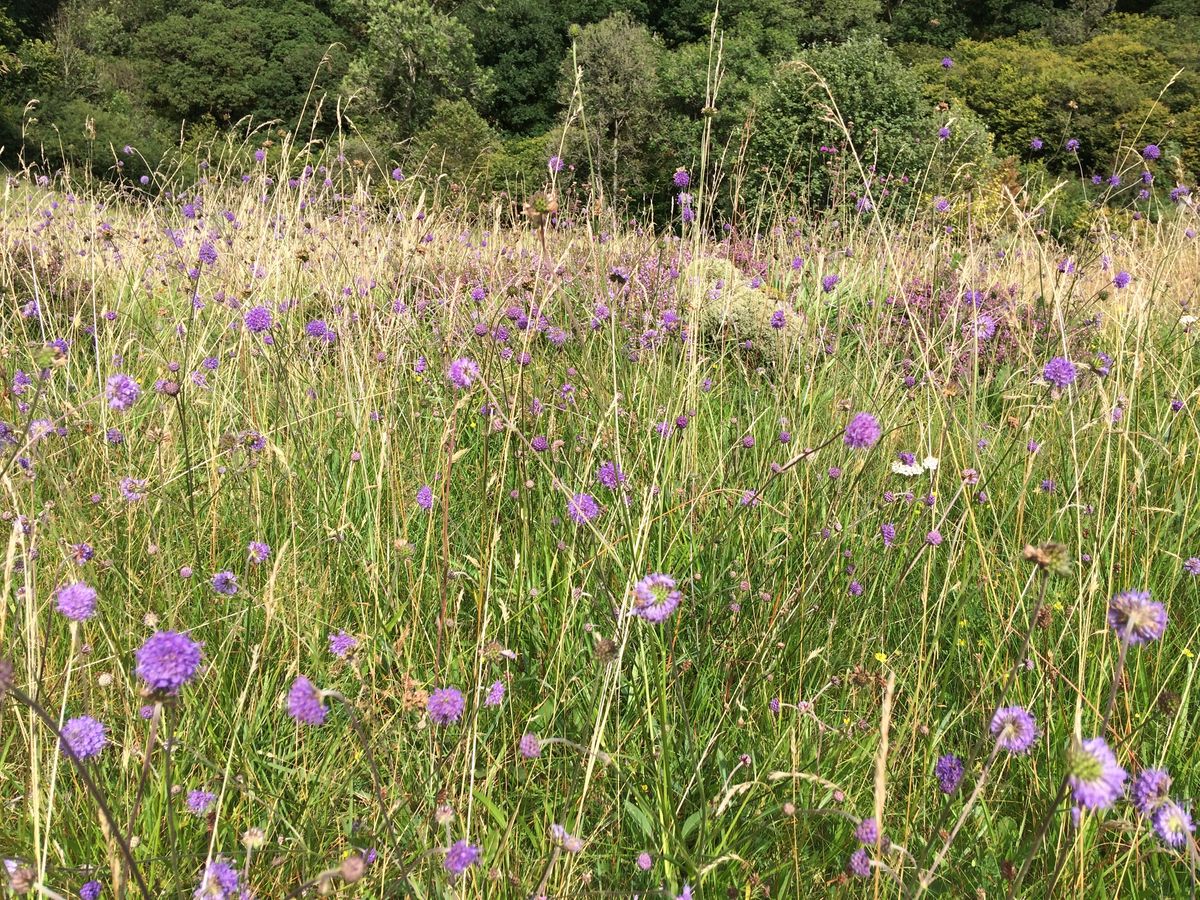 Devil's-bit scabious at Dal an Eas