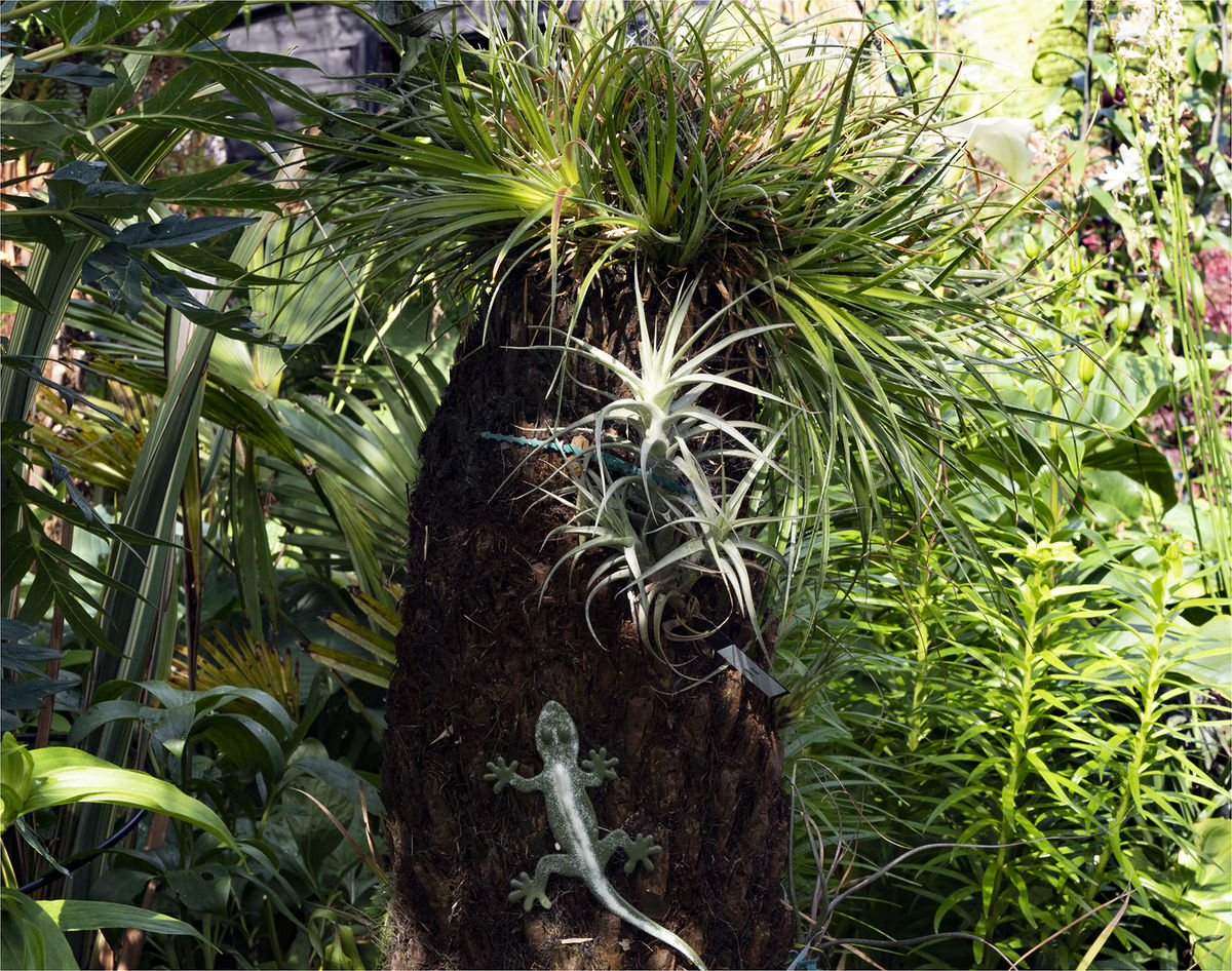 1 Burnton Road, Air plants and Bromeliad
