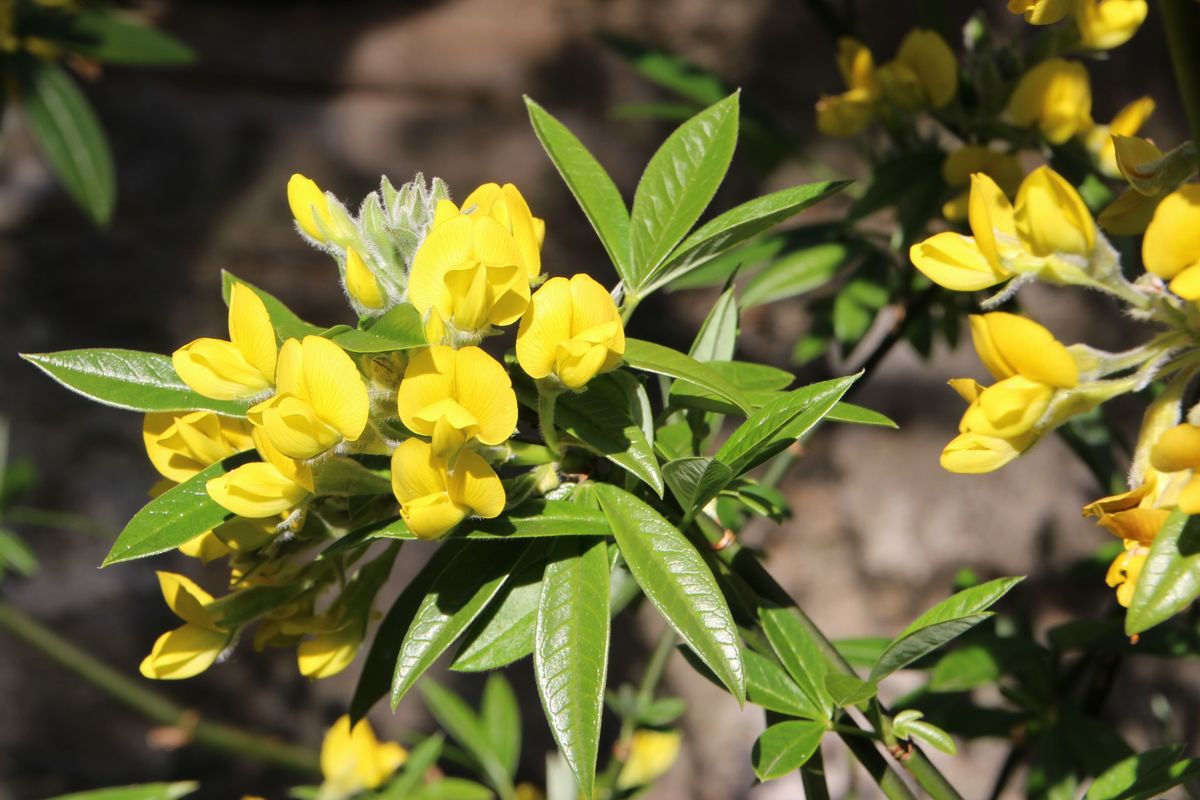 Piptanthus nepalensis