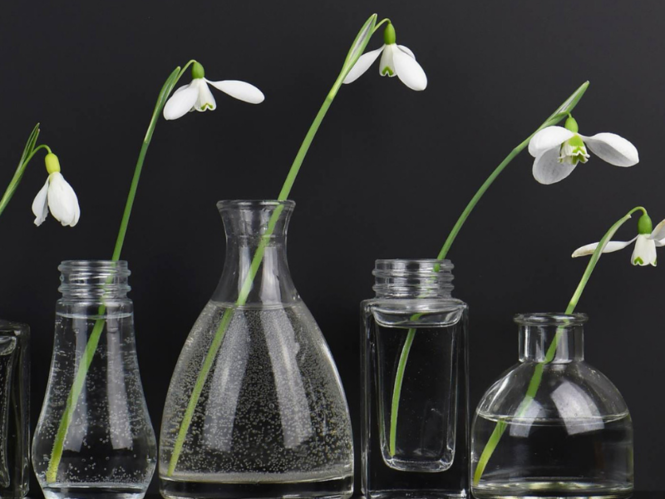 Growing snowdrops in Scotland - video