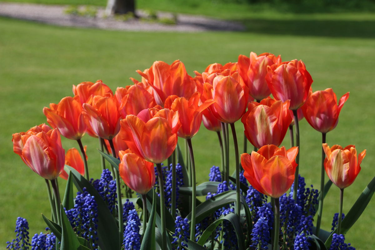 Tulip Amazone and Muscari Big Smile