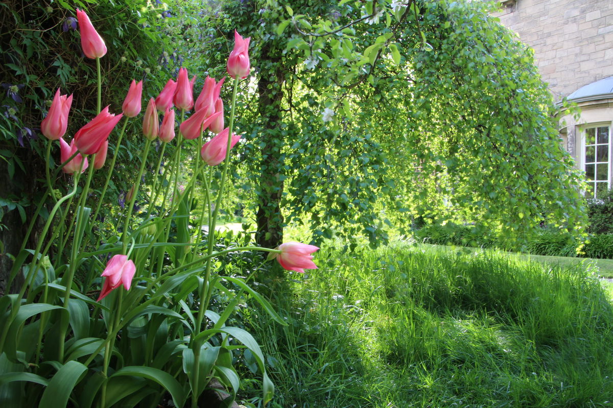 Tulip Mariette under the weeping birch tree