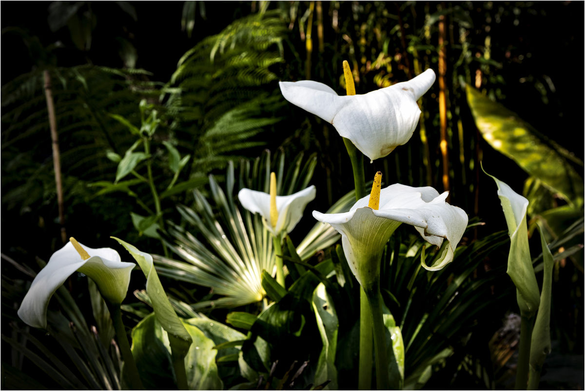 1 Burnton Road,  Zantedeschia aethiopica 