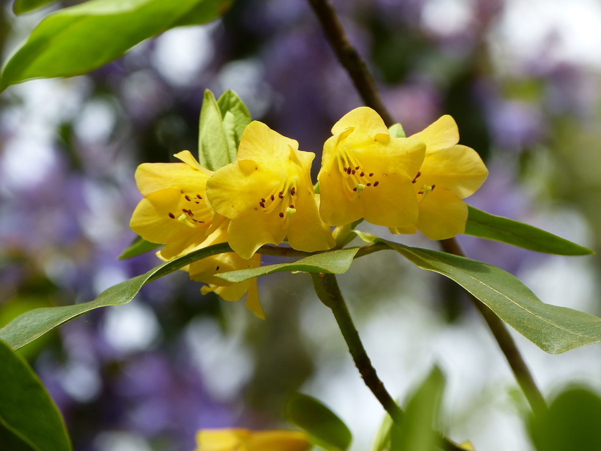 Ardvorlich Rhodo Close up