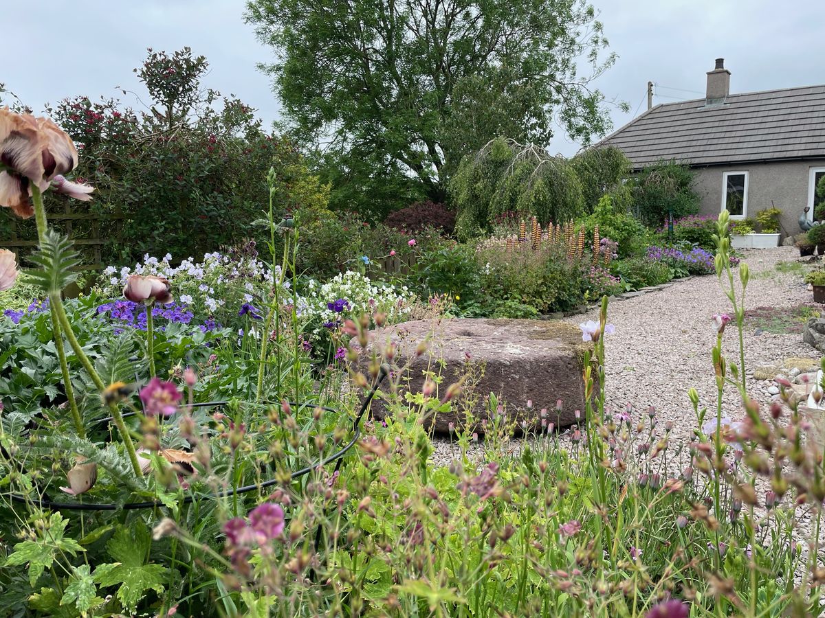 Bruckhills Croft gravel garden whin mill stone