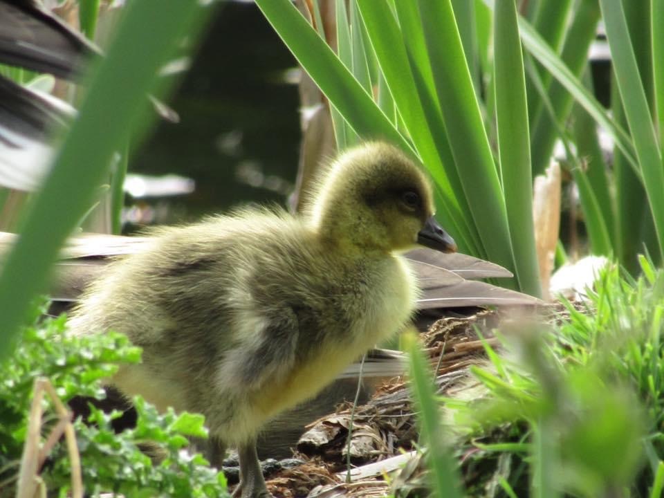 Aldouran Wetland Garden