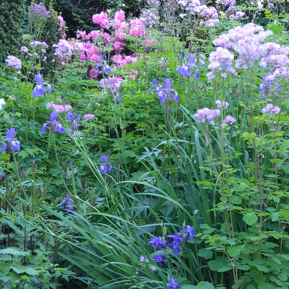 Fernlea Garden