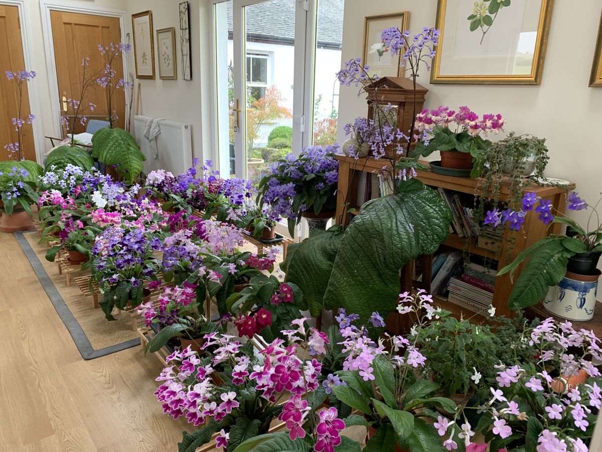 Burnside Streptocarpus collection