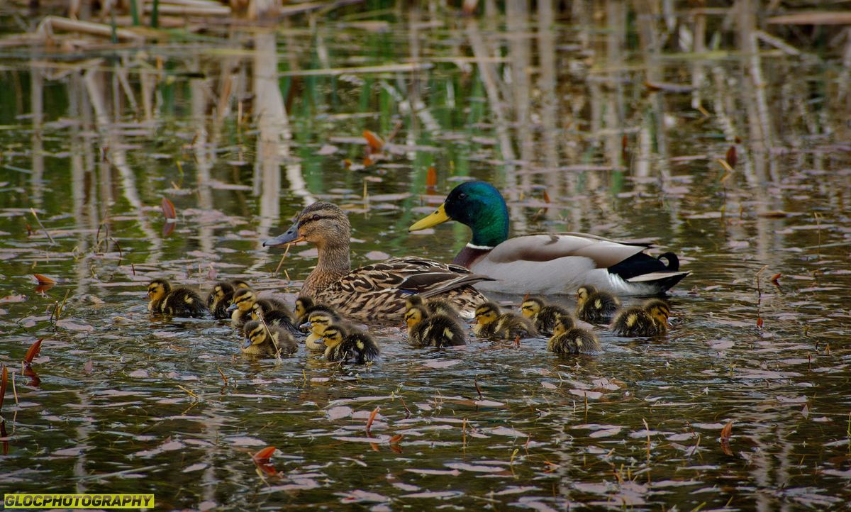 Aldouran Wetland Garden