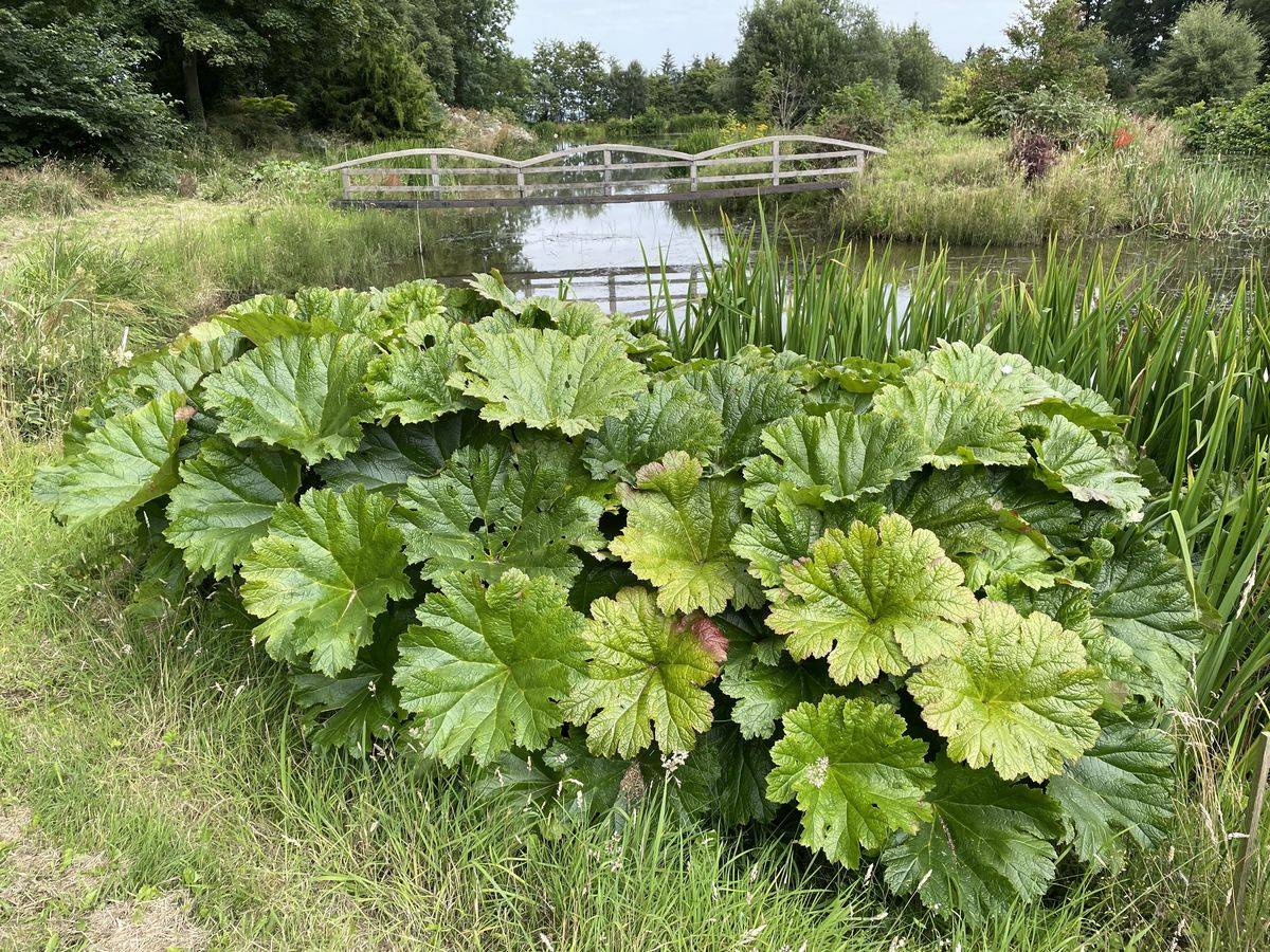 Burgie Arboretum