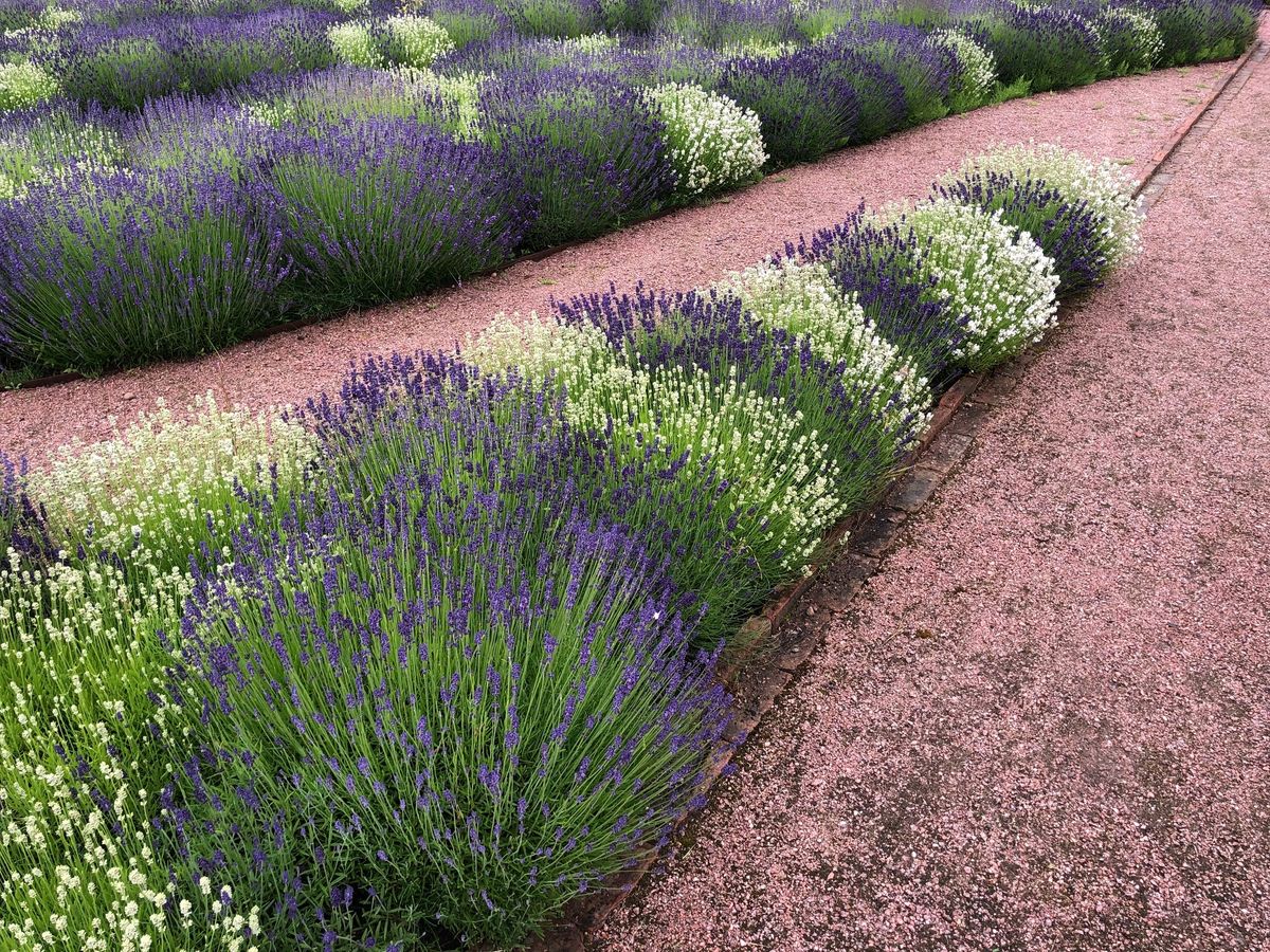 Gordon Castle Walled Garden