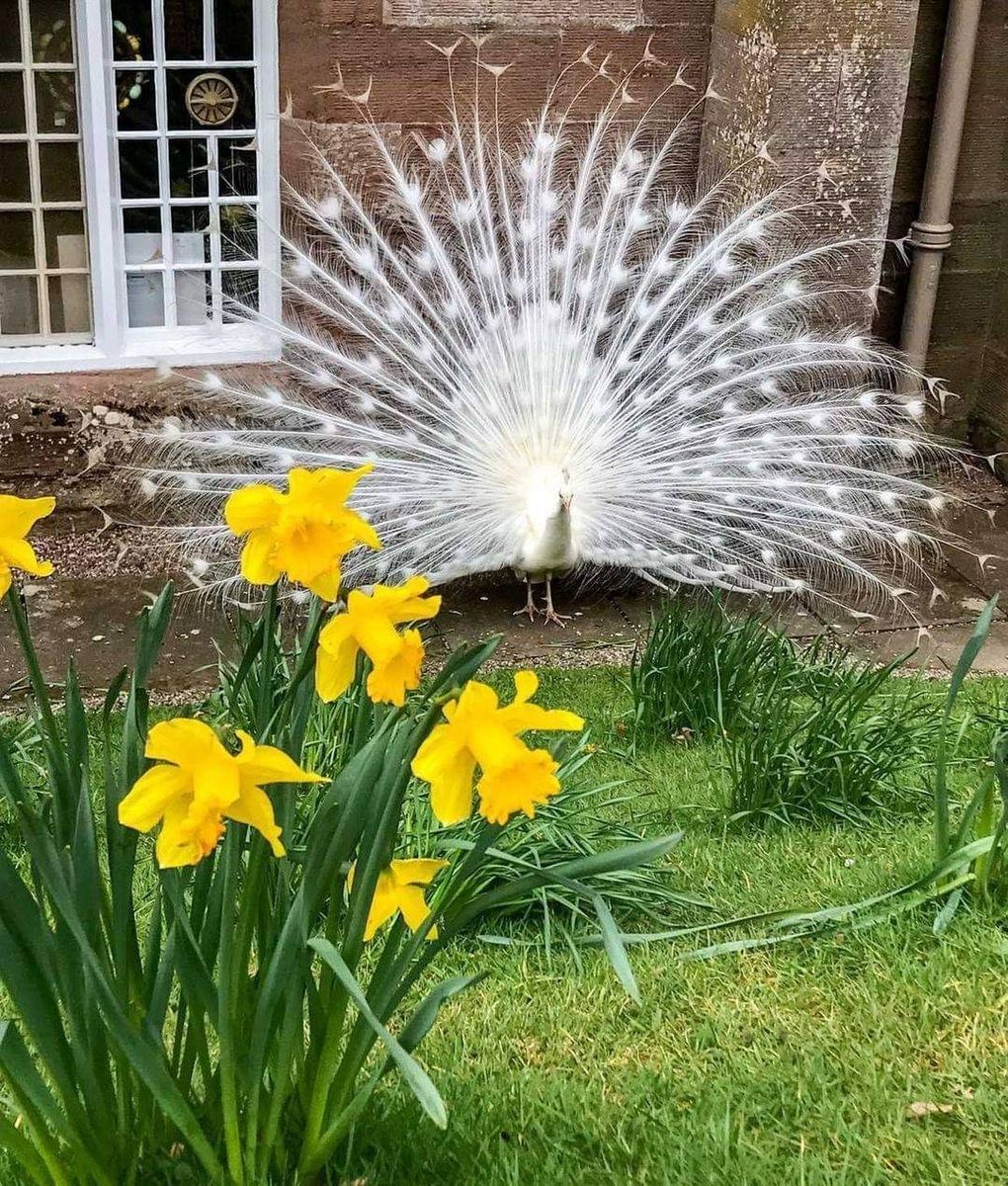 Scone Palace Garden