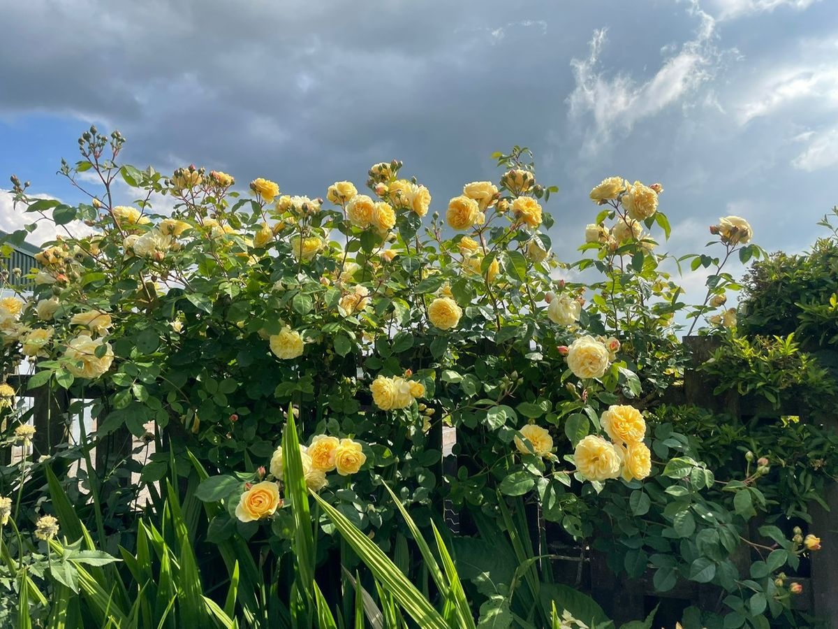 Auldbyres Farm Garden