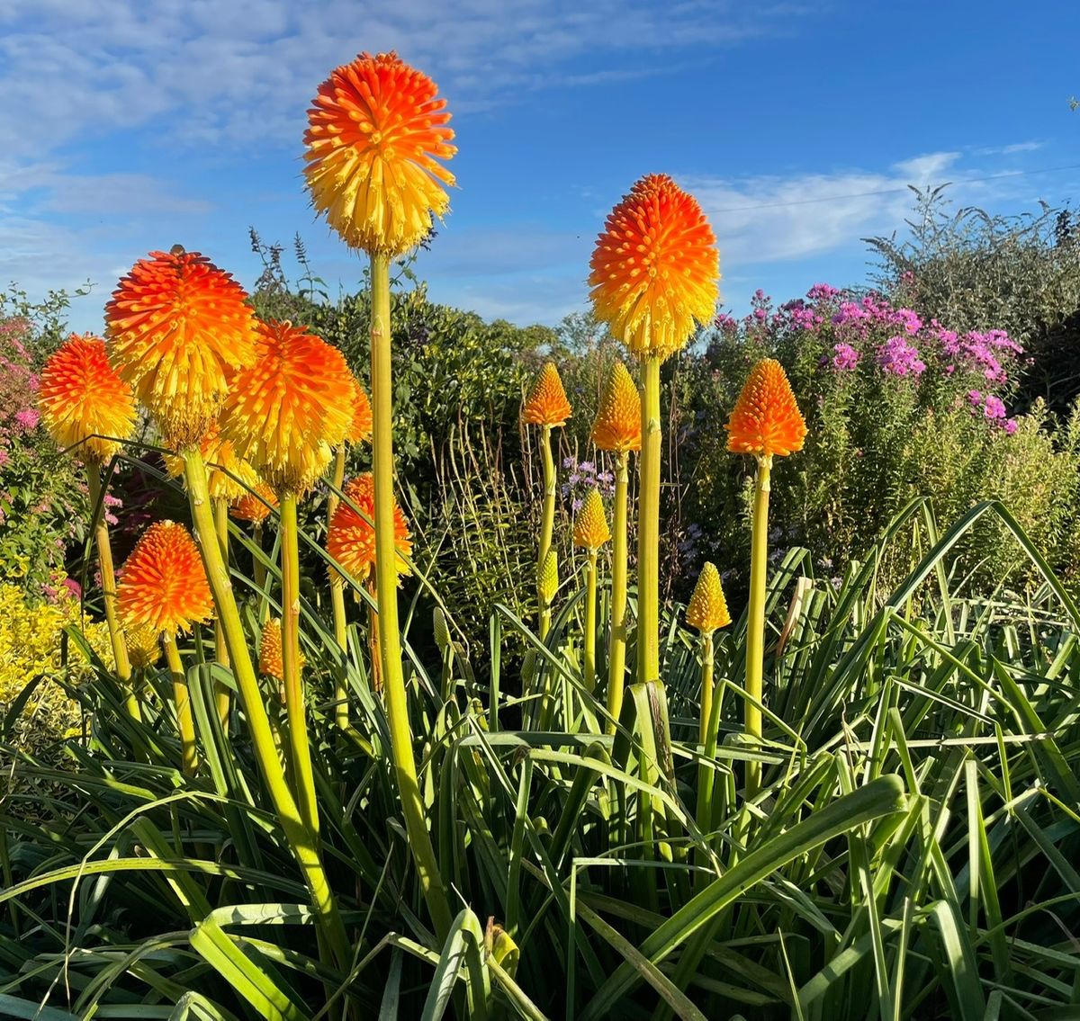 Auldbyres Farm Garden