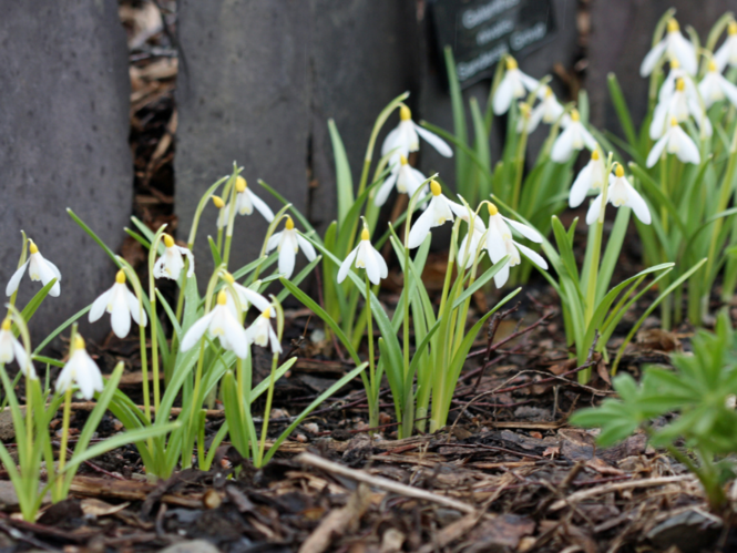 snowdrops.png