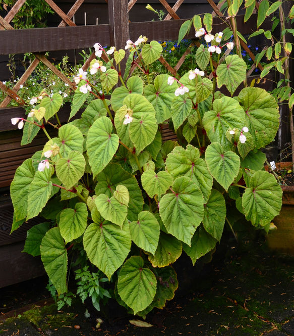 12-1-begonia-grandia-subsp.-evansiana-var.-alba.jpg ©Maurice Wilkins                                       
