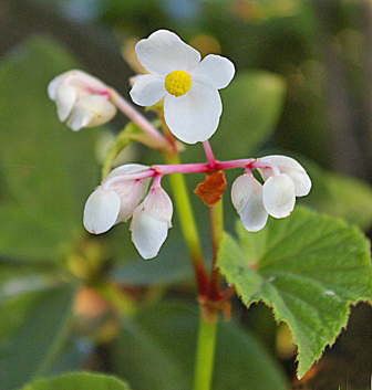 12-2-begonia-grandis-subsp.-evansiana-var.-alba.jpg