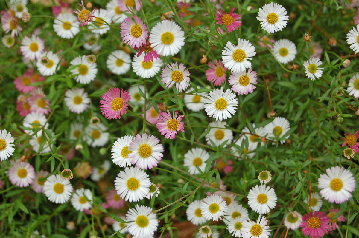 14-erigeron-karvinskianus.jpg
