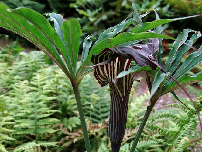 arisaema-griffithii-1.jpg