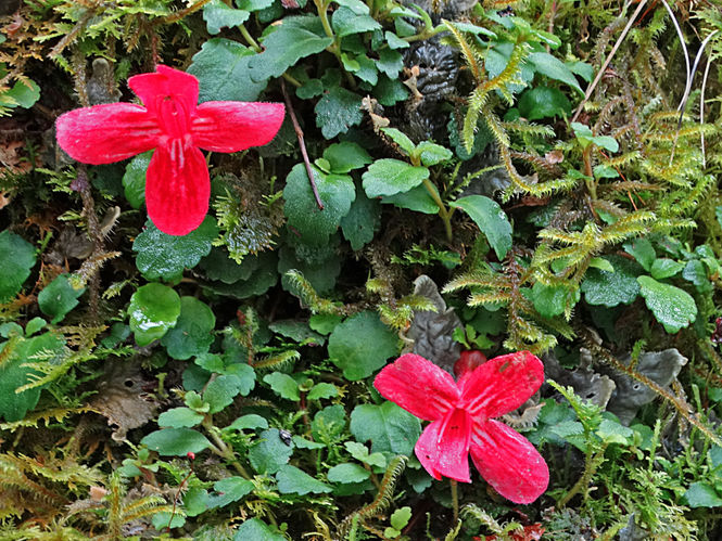 asteranthera-ovata-2.jpg ©https://www.blipfoto.com/entry/2608318269102227927