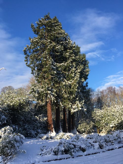 Bannockburn House Gardens