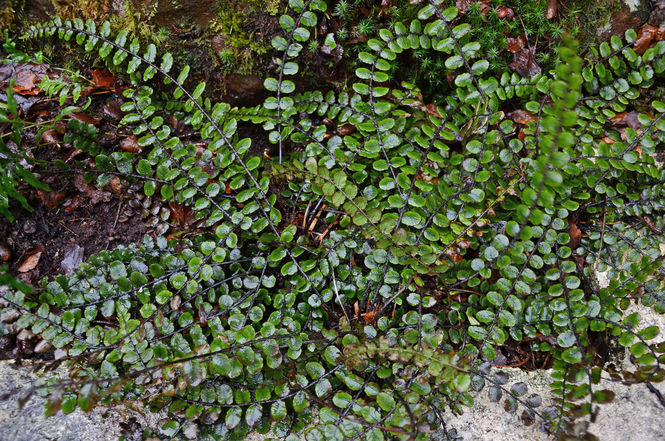blechnum-fluvialite.jpg ©Maurice Wilkins                                       