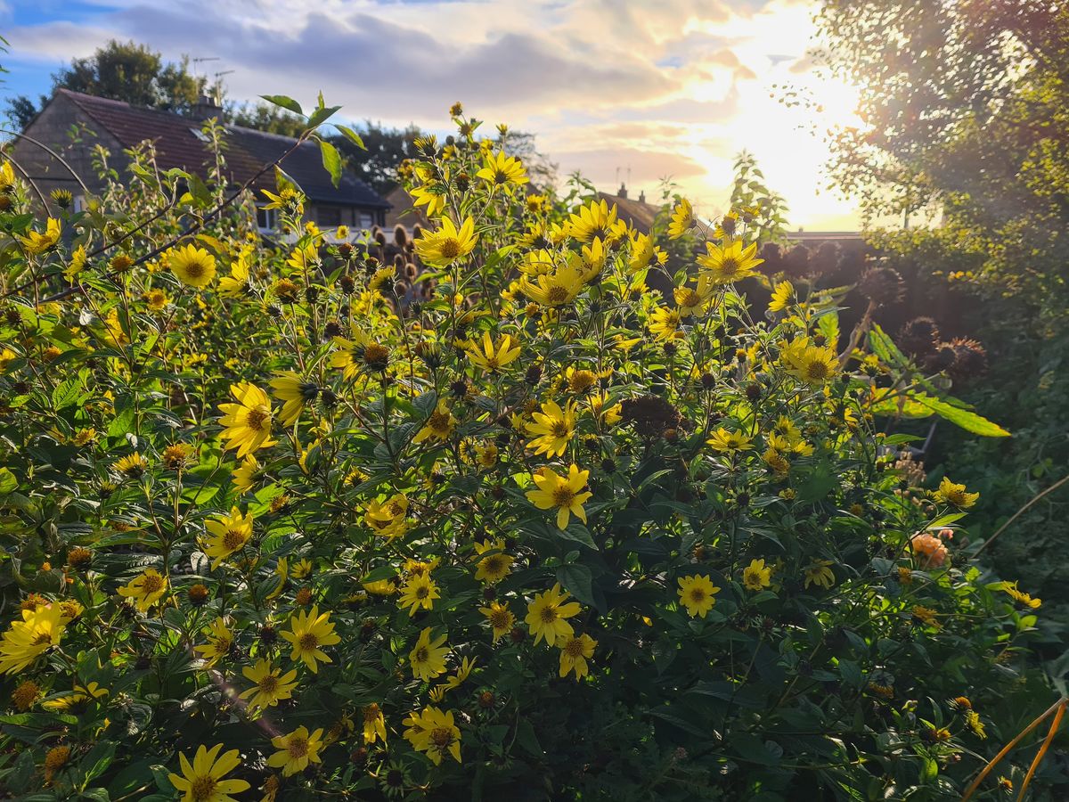 Charleston Forest Garden