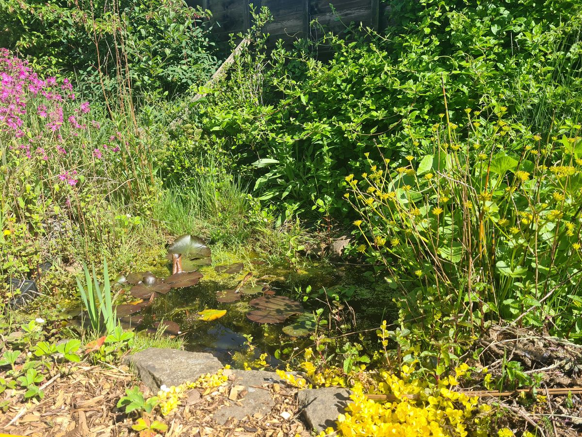 Charleston Forest Garden