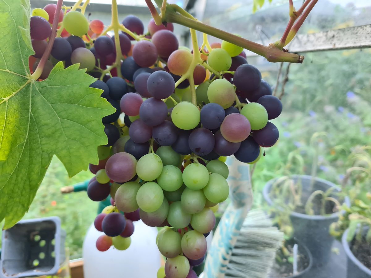 Charleston Forest Garden