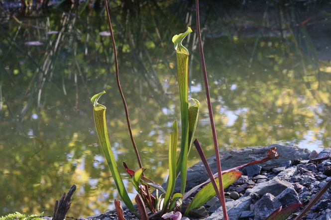 Cally Biodiversity Gardens