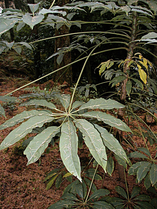 schefflera-rhododendrifolia-foliage.jpg