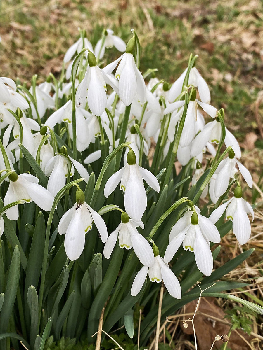 Tinnisburn Plants 